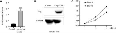 DNA methylation-mediated FGFR1 silencing enhances NF-κB signaling: implications for asthma pathogenesis